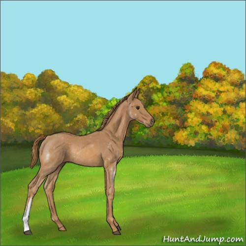Horse Color:Chestnut Rabicano 