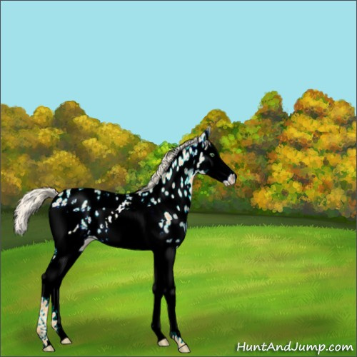 Horse Color:White Spotted Gold Cream Champagne Splash Appaloosa 
