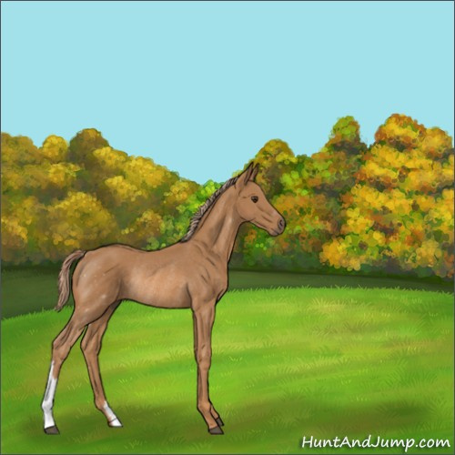 Horse Color:Chestnut Rabicano 