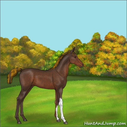 Horse Color:Painted Liver Chestnut 