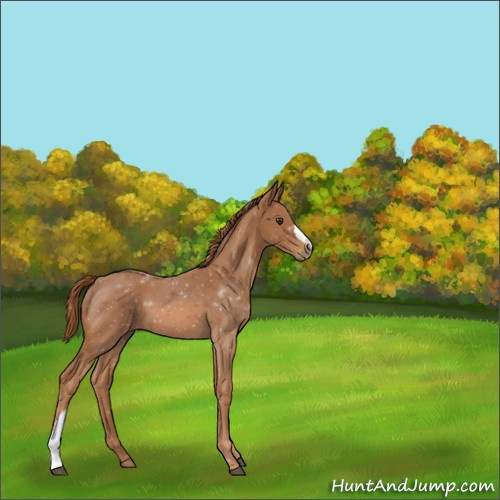 Horse Color:Chestnut 