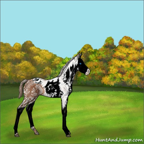 Horse Color:White Spotted Chestnut Splash Appaloosa 