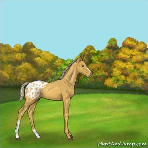 Horse Color:Gray Palomino Appaloosa 