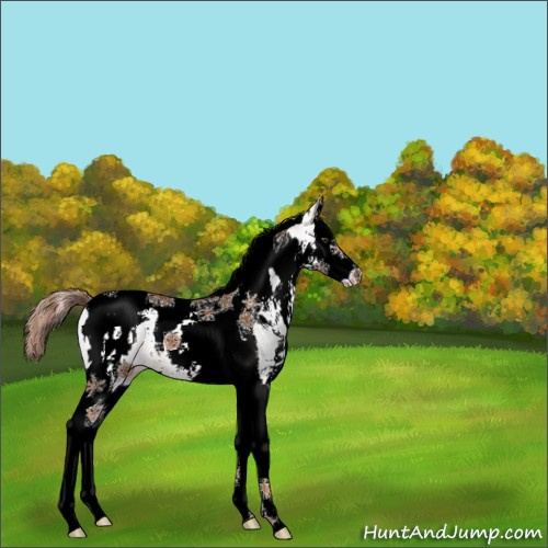 Horse Color:White Spotted Chestnut Splash Tobiano 