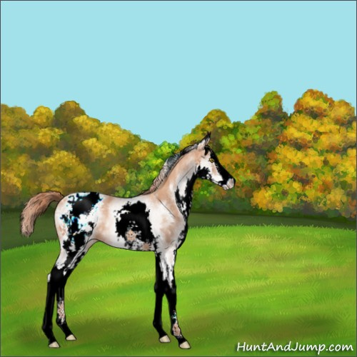 Horse Color:White Spotted Gold Champagne Sabino Splash Appaloosa 
