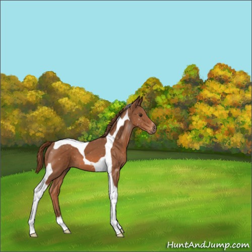 Horse Color:Chestnut Tobiano 