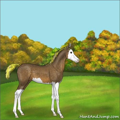 Horse Color:Painted Chocolate Palomino Splash 