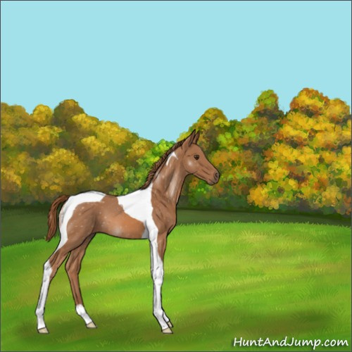 Horse Color:Chestnut Tobiano 