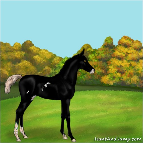 Horse Color:White Spotted Gold Champagne Splash 