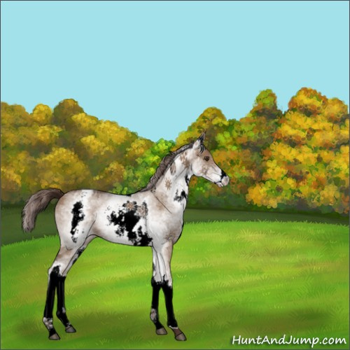 Horse Color:White Spotted Liver Red Dun 