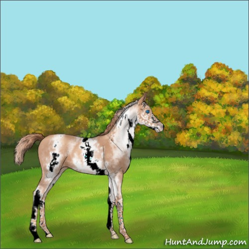 Horse Color:White Spotted Gold Champagne Splash 