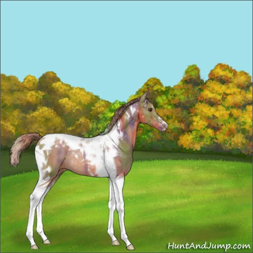Horse Color:Nacre Chestnut Tobiano 