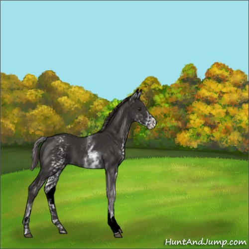 Horse Color:White Spotted Liver Chestnut 