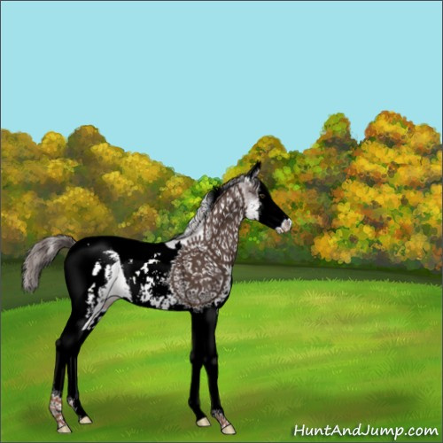 Horse Color:White Spotted Liver Chestnut Splash Tobiano 