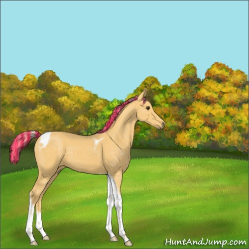 Horse Color:Painted Palomino Tobiano 