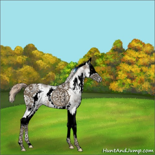 Horse Color:White Spotted Chocolate Palomino Splash 