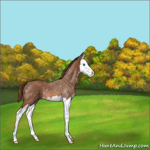 Horse Color:Chestnut Splash 