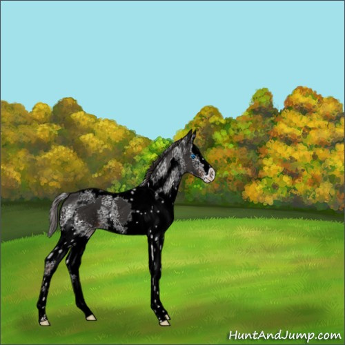 Horse Color:White Spotted Liver Chestnut Splash Tobiano 