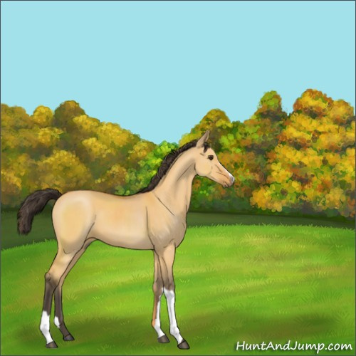 Horse Color:Buckskin Dun 