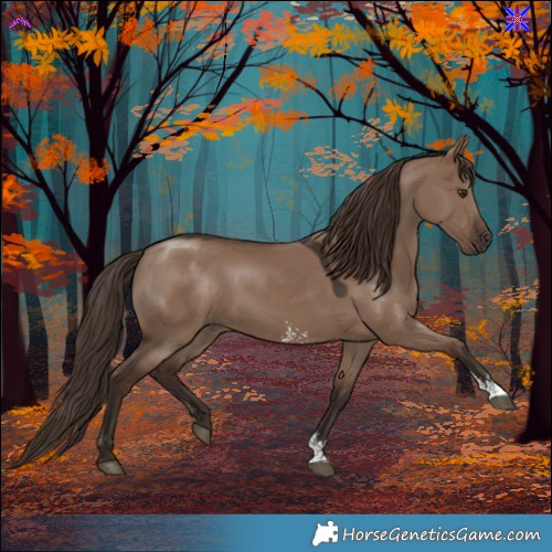 Horse Color:Liver Red Dun Sabino 