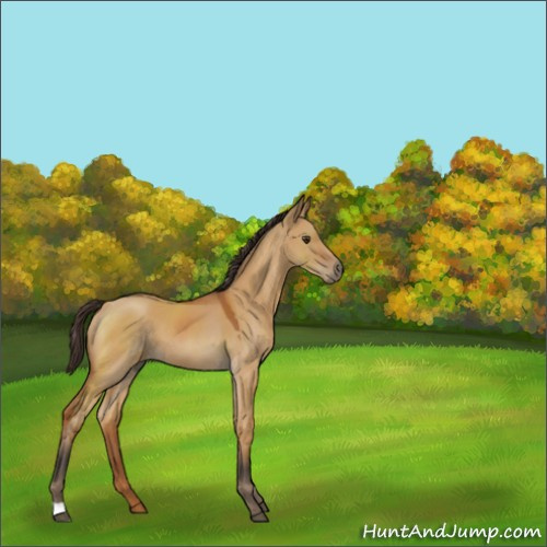 Horse Color:Buckskin Dun 