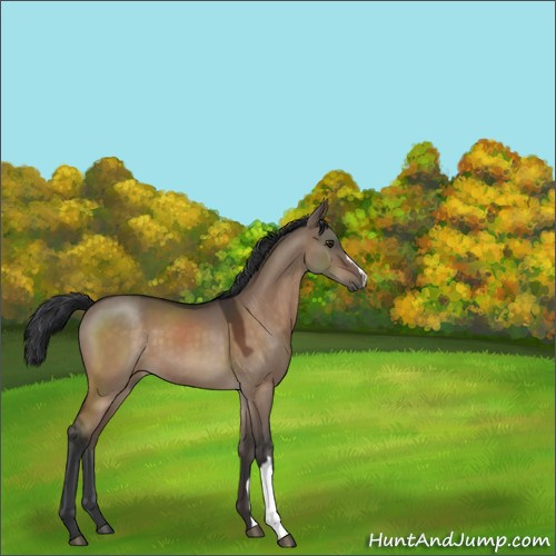 Horse Color:Brown Dun 