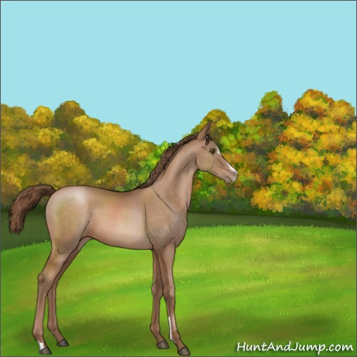 Horse Color:Brown Pearl Sabino 