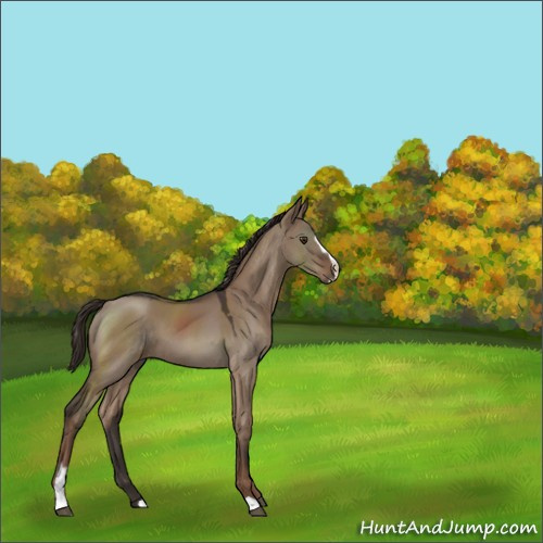 Horse Color:Liver Red Dun Sabino 