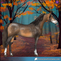 Horse Color:Buckskin Sabino