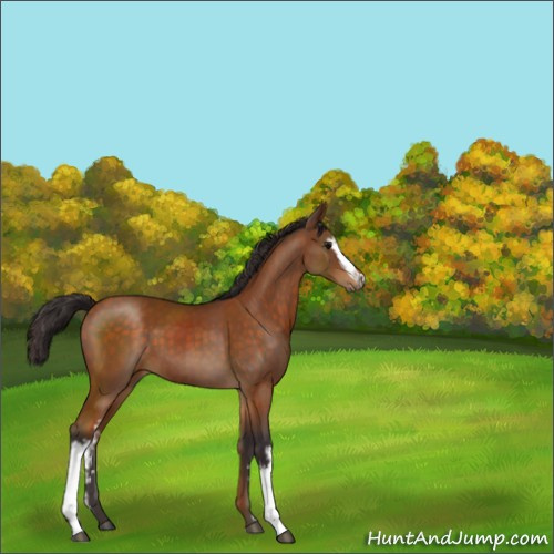 Horse Color:White Spotted Buckskin 