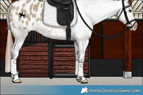 Horse Color:Brown Dun Appaloosa 