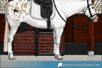 Horse Color:Brown Dun Appaloosa 