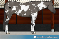 Horse Color:White Spotted Smoky Grullo 