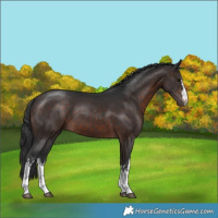 Horse Color:White Spotted Brown 