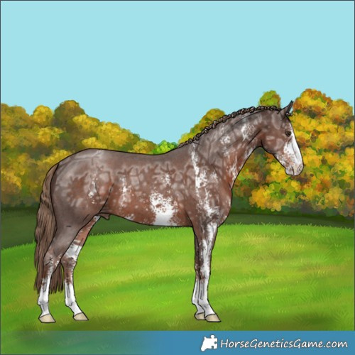 Horse Color:Liver Chestnut Ice Sabino 