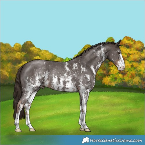 Horse Color:Liver Chestnut Sabino 