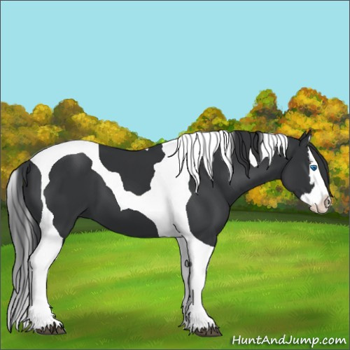Horse Color:Black Splash Tobiano