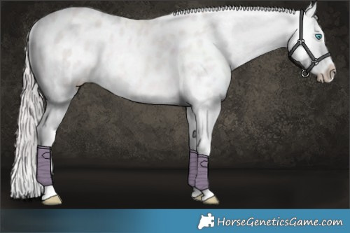 Horse Color:Platinum Perlino Dun Appaloosa 