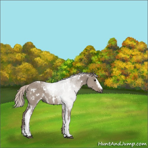 Horse Color:White Spotted Silver Grullo 