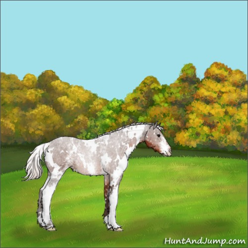 Horse Color:White Spotted Silver Brown 