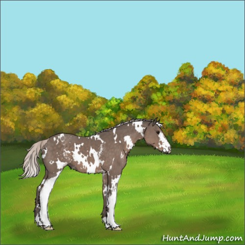Horse Color:White Spotted Silver Black 
