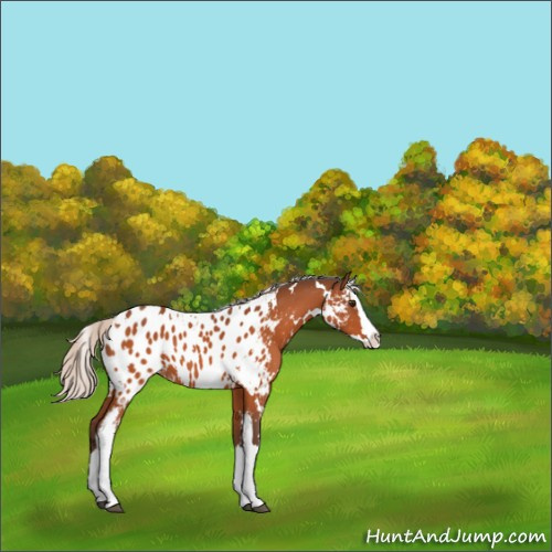 Horse Color:White Spotted Silver Brown Splash Appaloosa 