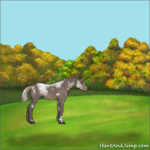 Horse Color:White Spotted Silver Black 