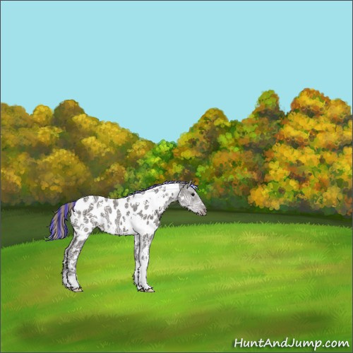 Horse Color:Painted White Spotted Silver Black Ice Appaloosa Rabicano 