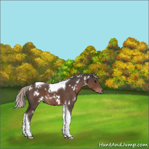 Horse Color:White Spotted Silver Black Tobiano 
