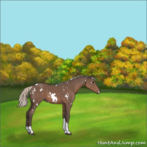 Horse Color:White Spotted Silver Black Tobiano 