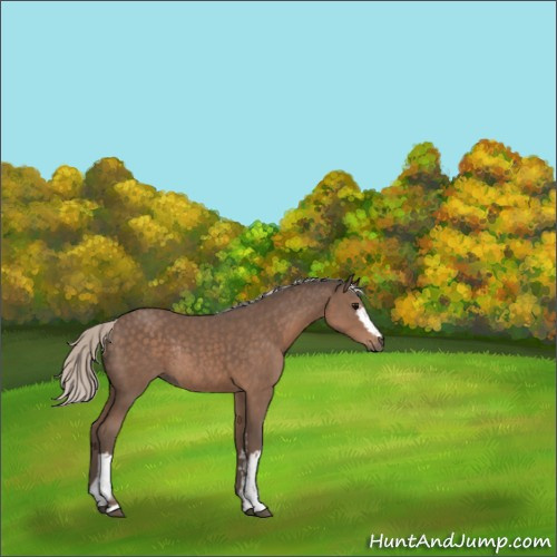 Horse Color:White Spotted Silver Black Rabicano 