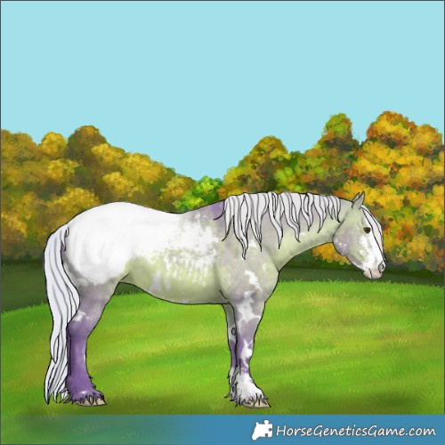 Horse Color:Watercolor White Spotted Silver Brown Dun Sabino Appaloosa 
