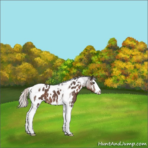 Horse Color:Silver Black Sabino Splash Tobiano Appaloosa 