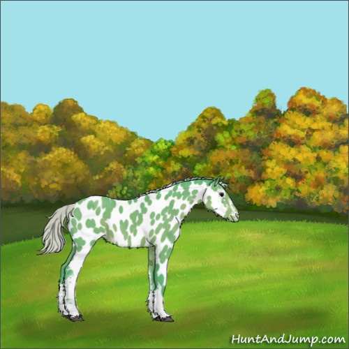 Horse Color:Watercolor White Spotted Silver Black Tobiano Appaloosa 